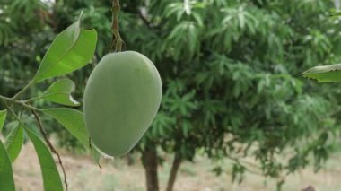 Ağaçtan sarkan lezzetli mangolar tatlı bir yaz ziyafetine hazır.
