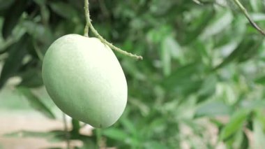 Doğanın cömertliği ağaçtan sarkan bir ziyafet bekliyor.