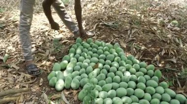 MangoSeason Freshruit ağacından taze mango topluyorum.