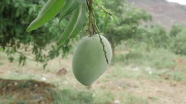 MangoSeason Meyve Ağacı 'nın tadını çıkarmak için ağaçtan sarkan doğal ödül.