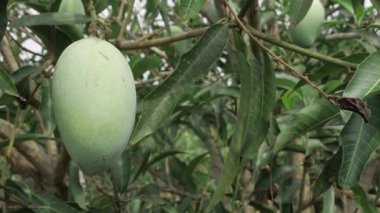 Mangoları doğanın cömertliği yapıyor.