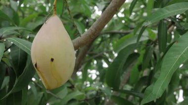 Doğanın cömertliği ağaçtan sarkıyor, tadını çıkarmayı bekliyor.