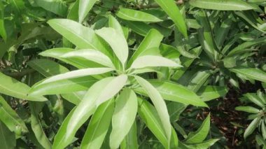 Mango ağacı yemyeşil yapraklarla çiçek açar. İleride tatlı meyveler vaat eder.