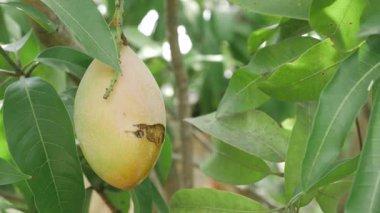 Yetiştirme doğasında tatlı mangolar çiçek açıyor.