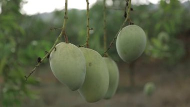 Doğanın cömertliği ağaçtan sarkan gözler ve damak tadı için bir ziyafet.