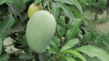 Mangoları doğanın cömertliği yapıyor.