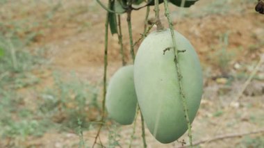 Doğanın cömertliği Mangoların ağaçtan sarkması olgunlaşmaya hazır.