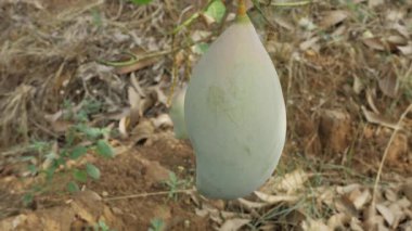 Doğanın cömertliği ağaçtan sarkıyor, tadını çıkarmayı bekliyor.