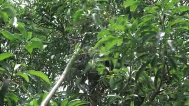 Mango şeklinde güneş ışığı topluyor.