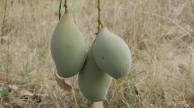 Doğanın cömertliği ağaçtan sarkan mangolar tadını çıkarmaya hazır.