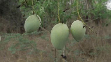 Doğanın cömertliği ağaçtan sarkan mangolar tadını çıkarmaya hazır.