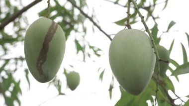 MangoTree MangoVideolarının tadını çıkarmak için ağaçtan sarkan doğal ödül.
