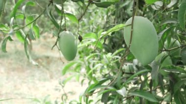 Doğanın cömertliği ağaçtan sarkan mangoların yapımında