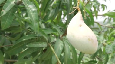 Doğanın cömertliği ağaçtan sarkan gözler ve damak tadı için bir ziyafet.