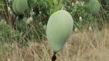 Doğanın tatlı meyvelerini topluyorum.
