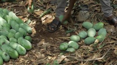Güneşli mango ağacından taze hasat. Mango sezonu.