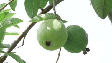 Doğanın tatlı cömertliğini topluyorum.