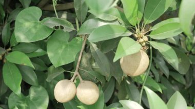 Doğanın cömertliği Mangolar ve Sapotalar ağaçtan sarkan hasada hazır
