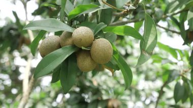Mangoların ve Sapotaların güneş altında olgunlaşması doğanın canlı renklerinde cömertliktir.
