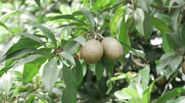 Doğanın cömertliği, kendi ağaçlarında yetişen mango ve sapota meyvelerini yakından görmektir.