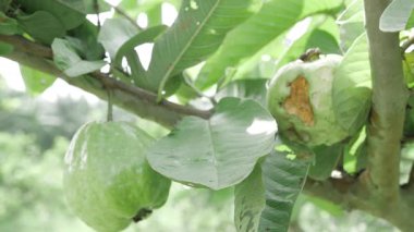 Çiçeklenen tatlı bir guava ağacı cömertliği