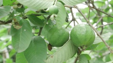 Doğanın cömertliği Ağaçtan sarkan taze guavalar
