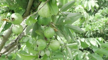 Doğa cömerttir Taze canlı guavalarla dolu bir ağaç
