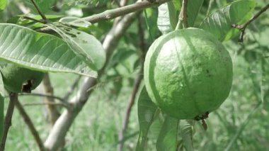 Doğanın cömertliği Tadını çıkarmaya hazır taze guava