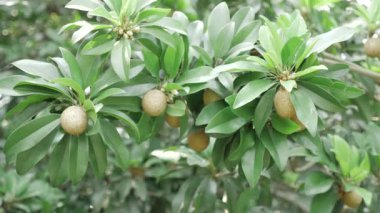 Doğanın cömertliği Mango ve Sapotas güneşin altında olgunlaşıyor.