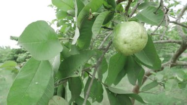 Doğanın cömertliği Tadını çıkarmaya hazır taze guava