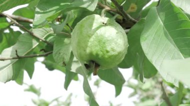 Doğanın cömertliği Tadını çıkarmaya hazır taze guava