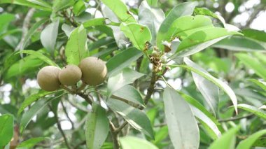 Doğanın cömertliği Mango ve sapota ağaçlarına daha yakından bakmak
