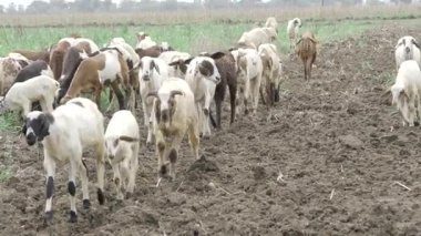 Tarlada toplanan bir keçi sürüsü hareket halinde.