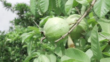 Doğanın cömertliği Ağaçtan sarkan taze guavalar