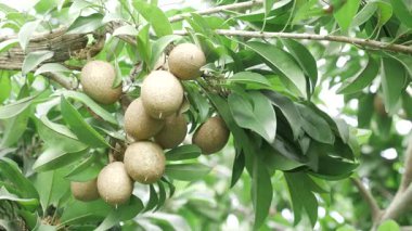 Doğanın cömertliği Mango ve Sapotas güneşin altında olgunlaşıyor.