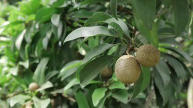 Doğanın cömertliği Mangolar ve Sapotalar ağaçtan sarkan hasada hazır