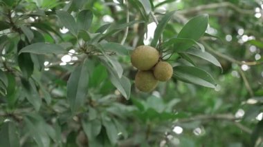 Doğa cömerttir mango ve sapota ağaçlarının meyvelerine daha yakından bakar