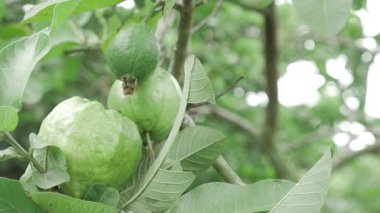 Doğanın cömertliği Taze guava Tadını çıkarmaya hazır