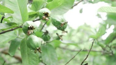 Doğanın cömertliği Çiçek açmış bir guava ağacı