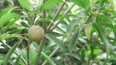 Tatlı zevkler büyüyor Çiçekten meyveye bir yolculuk