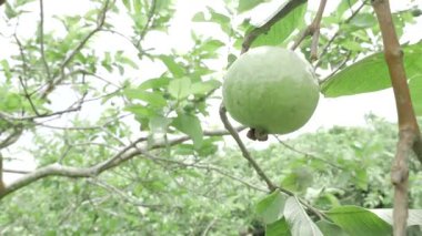 Doğanın cömertliği Tadını çıkarmaya hazır taze guava