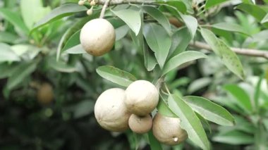 Doğa, doğal ortamlarında mango ve sapota meyvelerine yakından bakar.