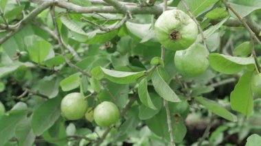 Doğa, canlı renklerde cömerttir. Guava ağaçları tatlı hasat eder.
