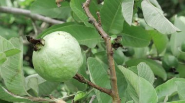 Doğanın cömertliği Tadını çıkarmaya hazır taze guava