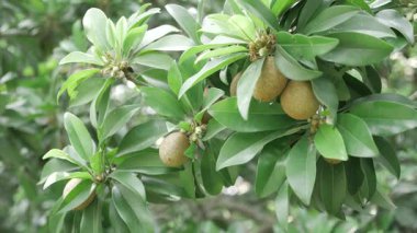 Doğanın cömertliği Mango ve Sapotas 'ın çiçeklenmesidir.