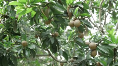 Doğanın cömertliği Mango ve Sapotalar güneşin altında olgunlaşır.