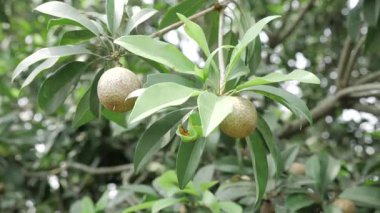 Doğanın cömertliği Mango ve Sapotalar güneşin altında olgunlaşır.