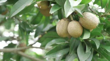 Doğanın cömertliği Mango ve Sapotas güneşin altında olgunlaşıyor.