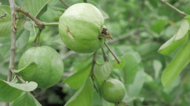 Doğanın cömertliği Taze sulu guava dolu bir ağaç