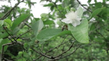 Lezzetli guava meyveleri tatlı tatlar